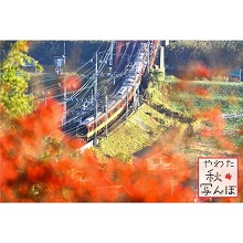 紅葉と京阪電車の写真